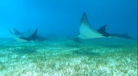 2023-02-15 (14 Tg) BAHAMAS (Katamaran-Wintertraum) - IN PLANUNG 2023-02-15 (14 Tg) BAHAMAS (Katamaran-Wintertraum) - IN PLANUNG