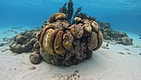 2026-01-28 (14 Tg) +++ IN PLANUNG +++ KARIBIK: "Wohin geht's denn?"-Törn: z.B. Martinique - Grenadinen (Katamaran-Wintertraum) 2026-01-28 (14 Tg) +++ IN PLANUNG +++ KARIBIK: "Wohin geht's denn?"-Törn: z.B. Martinique - Grenadinen (Katamaran-Wintertraum)