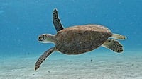 2026-01-28 (14 Tg) +++ IN PLANUNG +++ KARIBIK: "Wohin geht's denn?"-Törn: z.B. Martinique - Grenadinen (Katamaran-Wintertraum) 2026-01-28 (14 Tg) +++ IN PLANUNG +++ KARIBIK: "Wohin geht's denn?"-Törn: z.B. Martinique - Grenadinen (Katamaran-Wintertraum)